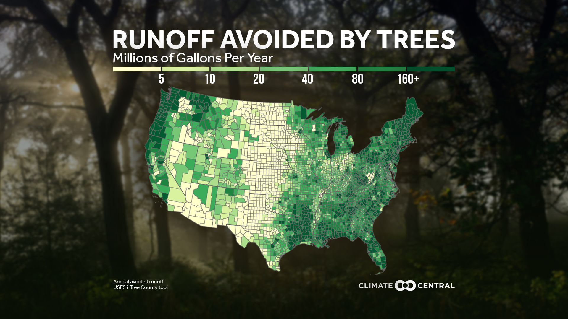 The Power of Trees: Fighting Floodwaters