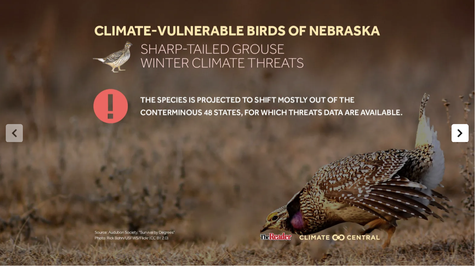 PJ: Nebraka Bird Story Image 4 2023