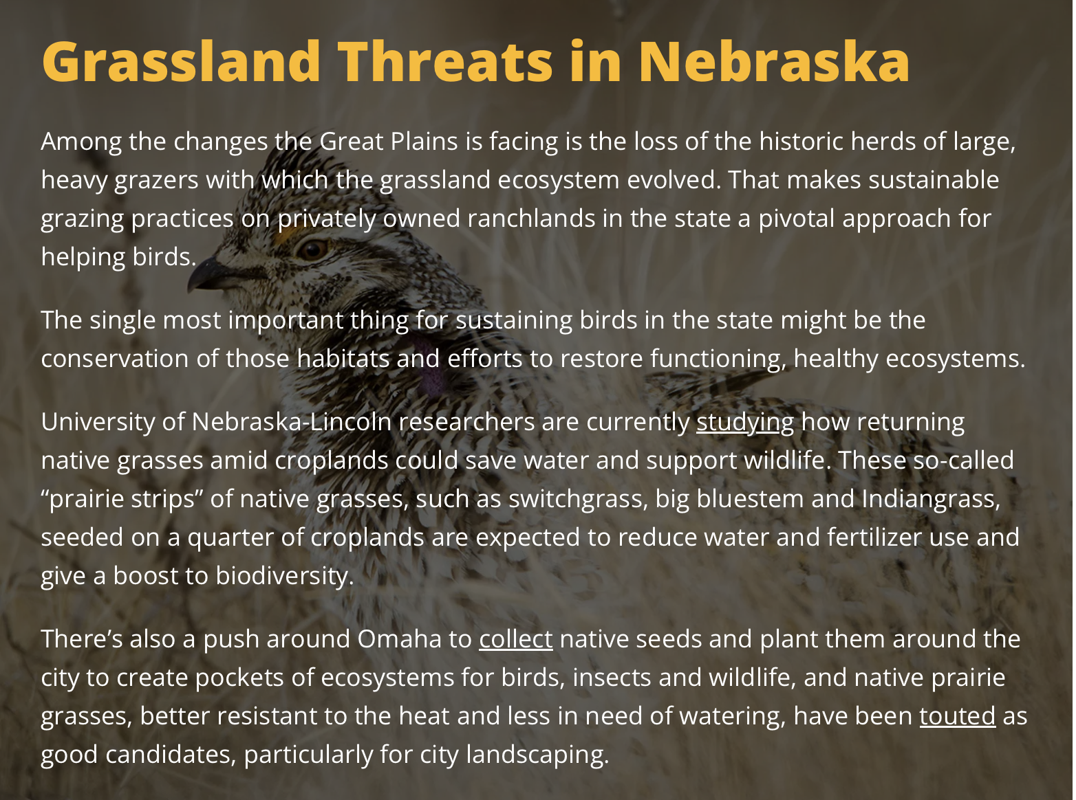 PJ: Nebraka Bird Story Image 6 2023